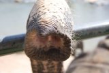 Sloní sirotčinec Pinnewala - sloní chobot