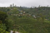 Cestou z Kandy do Ella - čajové plantáže