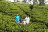 My v čajové plantáži