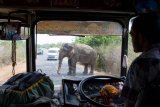 Slon na cestě do Kataragamy