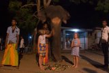Kataragama - holky krmí slona za chrámem