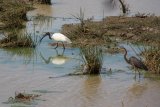 NP Yala - ibis černohlavý