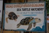 Záchranná stanice želv Sea Turtle Hatchery