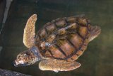 Záchranná stanice želv Sea Turtle Hatchery