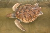 Záchranná stanice želv Sea Turtle Hatchery