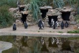 Aqua Zoo Leeuwarden - tučňáci