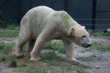 Aqua Zoo Leeuwarden - lední medvěd