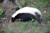 Aqua Zoo Leeuwarden - skunk dlouhoocasý