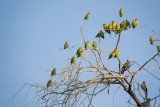 Krmení ptáků - papoušci