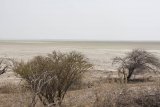 Etosha pan