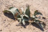 Welwitschia mirabilis