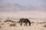 Zdivočelí koně poblíž Lüderitzu
