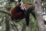 Zoo Ouwehands - panda červená