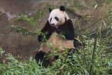 Zoo Ouwehands - panda velká